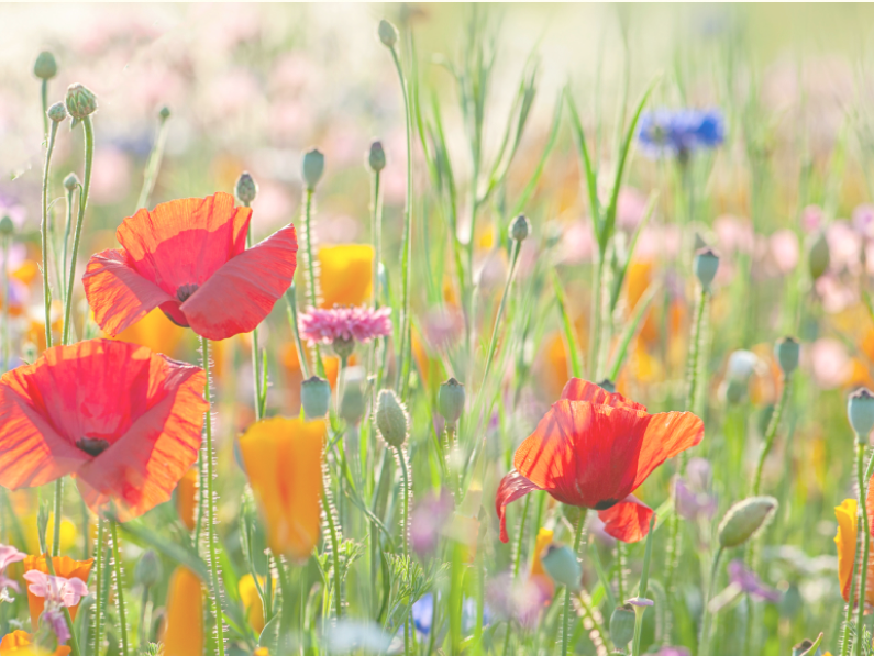 how to aerate your lawn